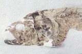 Cretaceous Fossil Fish - Goulmima, Morocco #72895-4